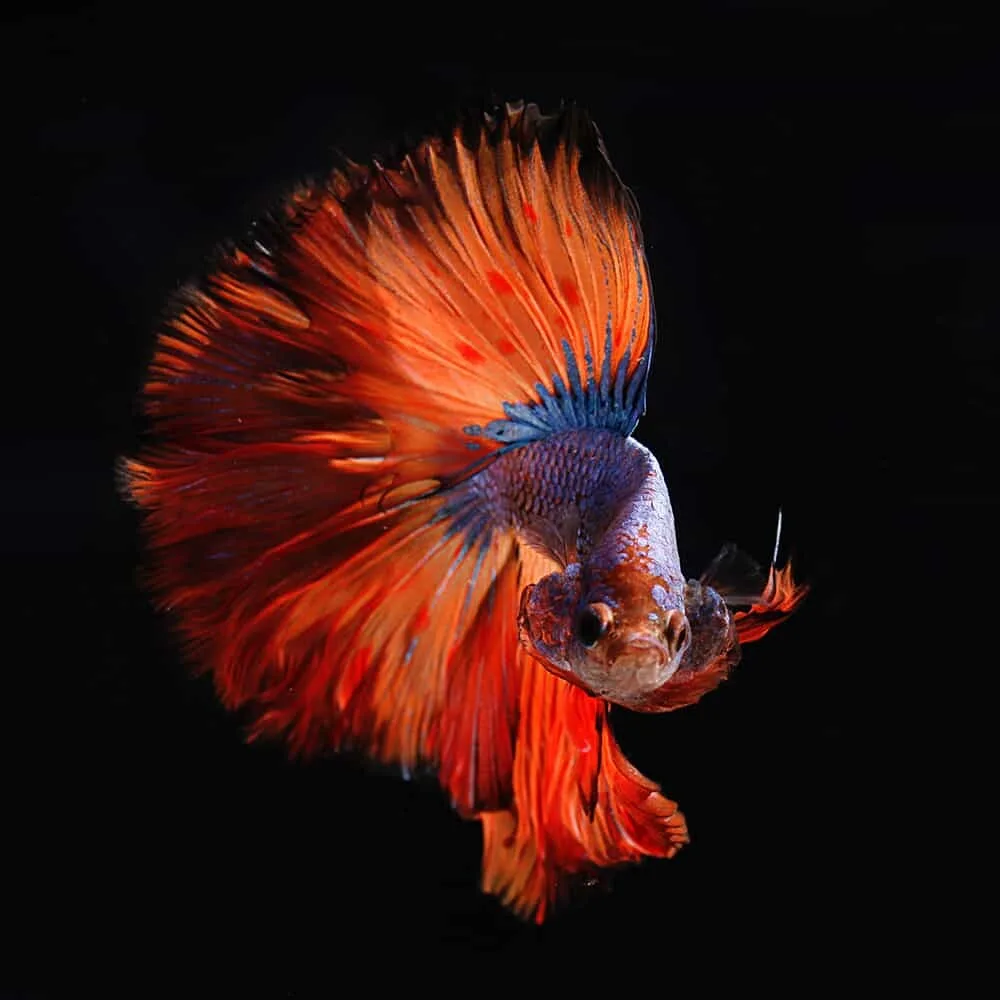 You are currently viewing The Ultimate Betta Fish Care Guide