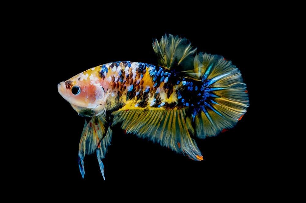 You are currently viewing Stunning Facts About Betta Fish You Didn’t Know