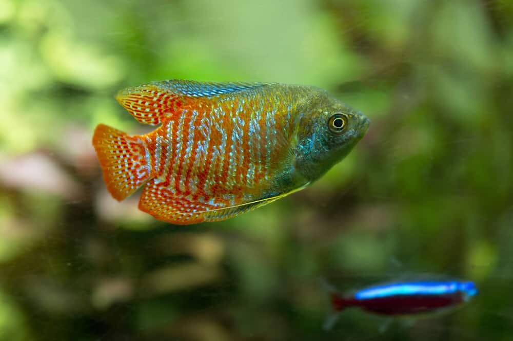 Read more about the article The Ultimate Dwarf Gourami Care Guide