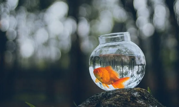 Is Setting Up A Simple Planted Nano Aquarium Worth It?