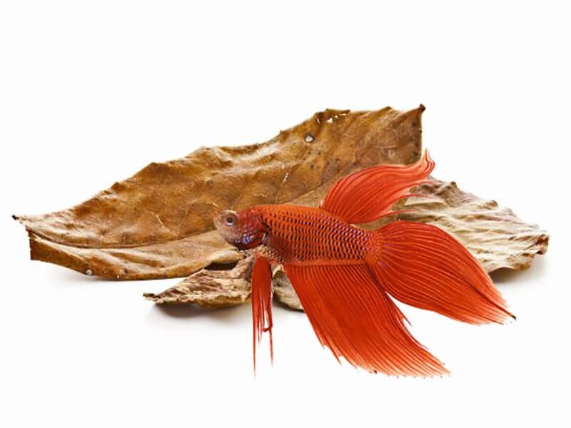 You are currently viewing How To Make Your Fish Happy with Indian Almond Leaves