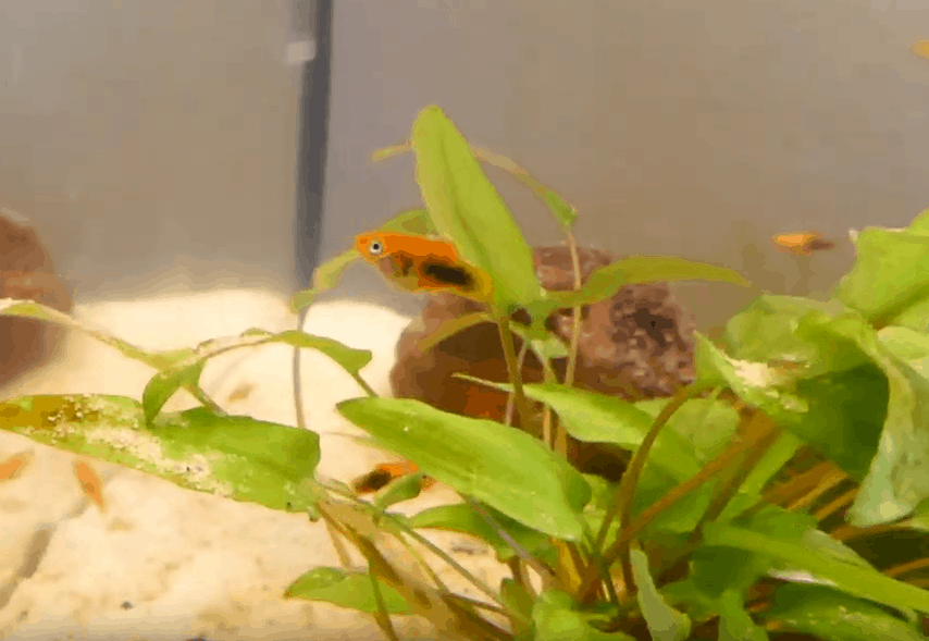 platy fry fish hiding under plants