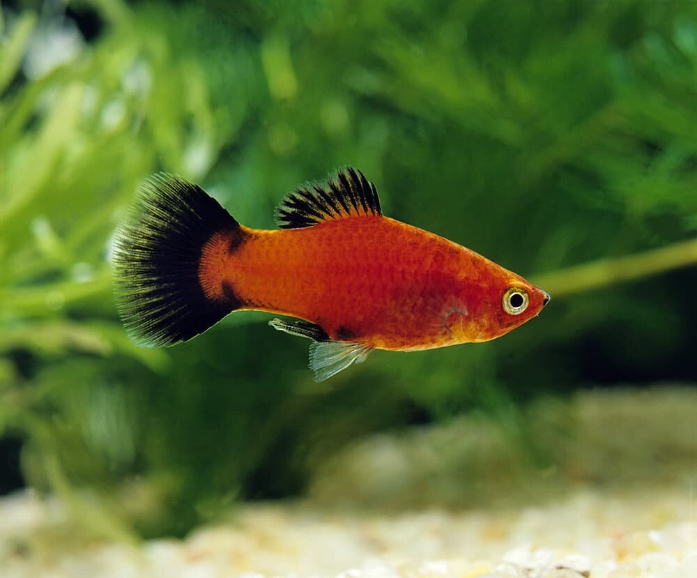 A grown-up platy fry fish