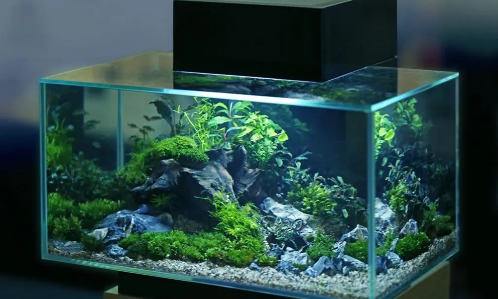 How To Setup a Freshwater Aquarium The Right Way