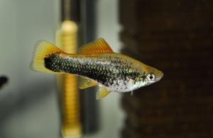 Read more about the article Aquarium Benefits of Having Freshwater Fish