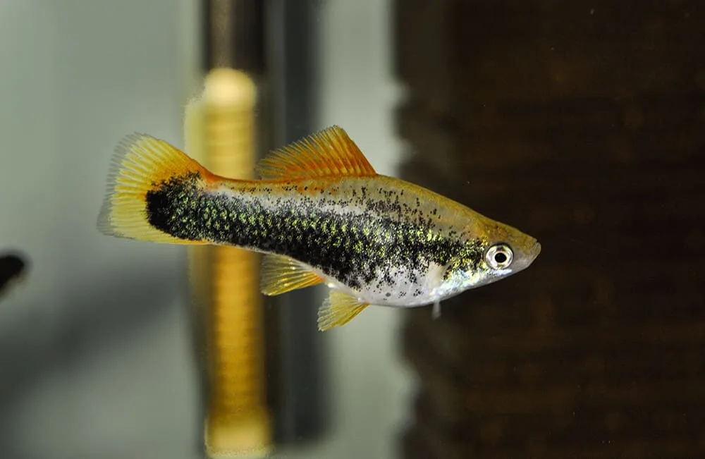You are currently viewing Aquarium Benefits of Having Freshwater Fish