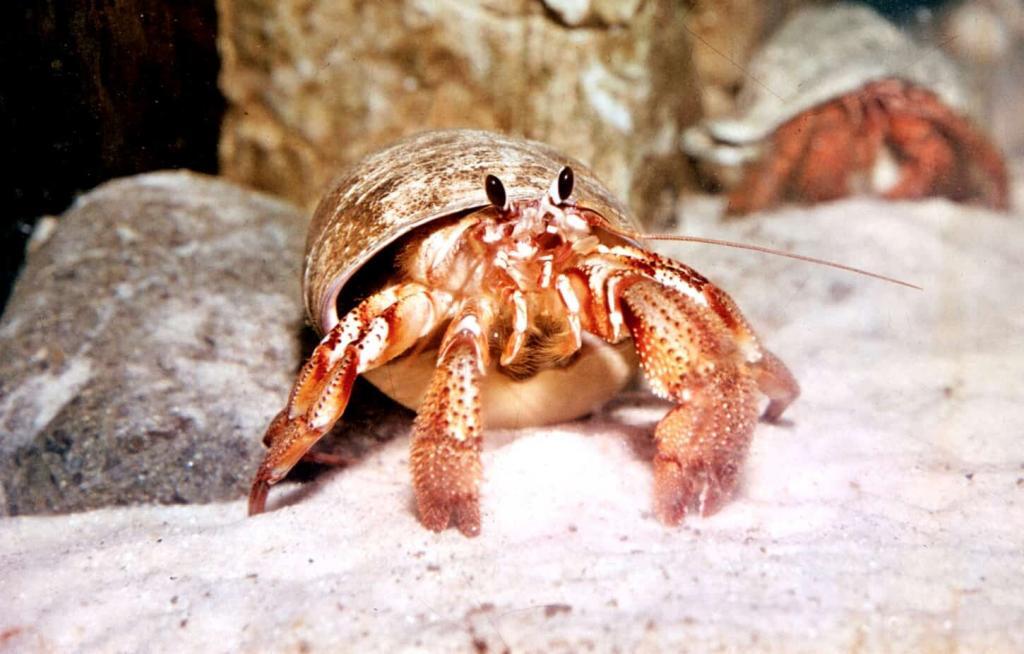 Ultimate Hermit Crab Care Guide