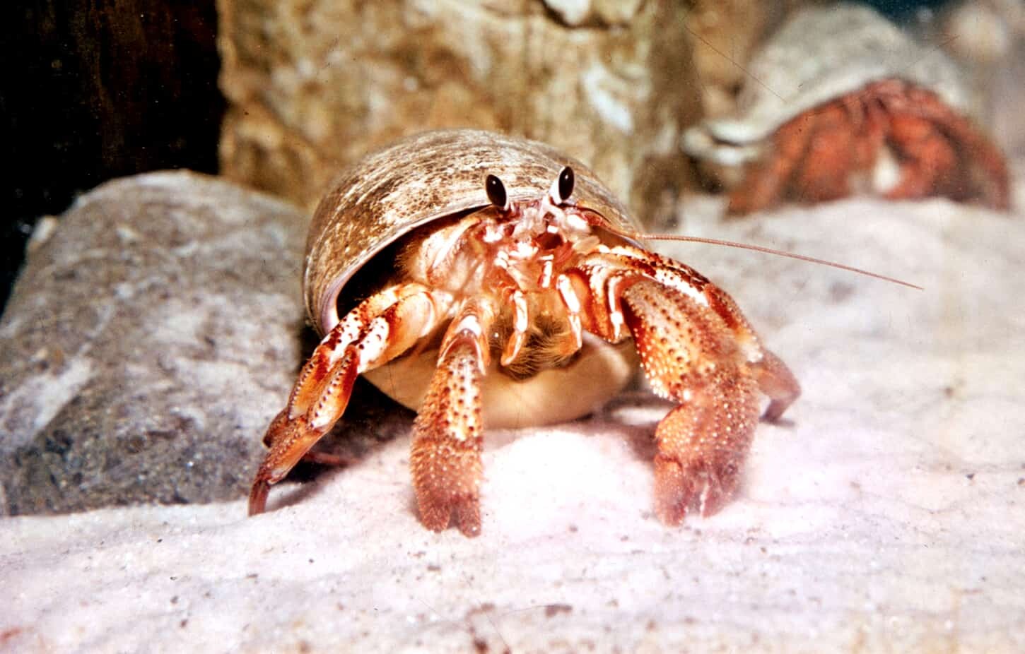 How Often Do You Need to Change Your Sponges for Hermit Crabs?