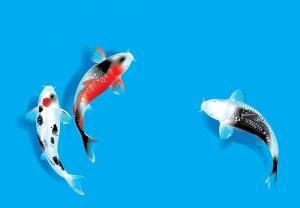 Read more about the article Everything You Wanted to Know About Koi Fish