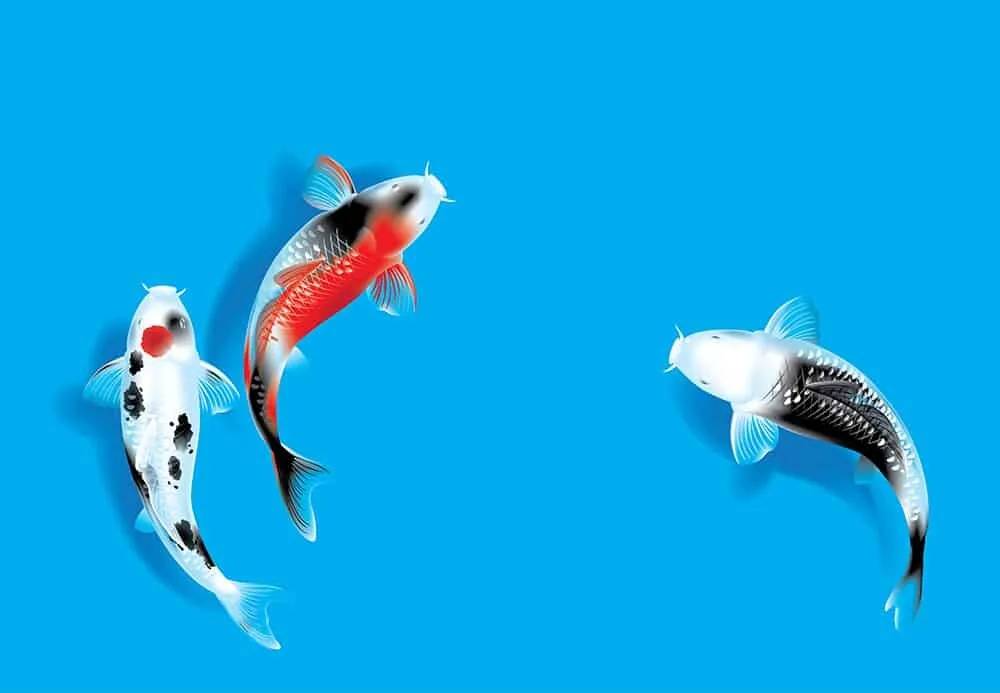 You are currently viewing Everything You Wanted to Know About Koi Fish