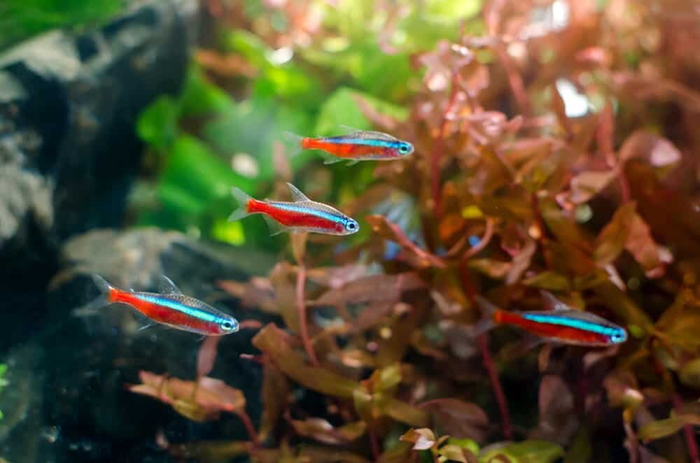 You are currently viewing 10 Impressive Types of Tetras Fish You Should Know About.