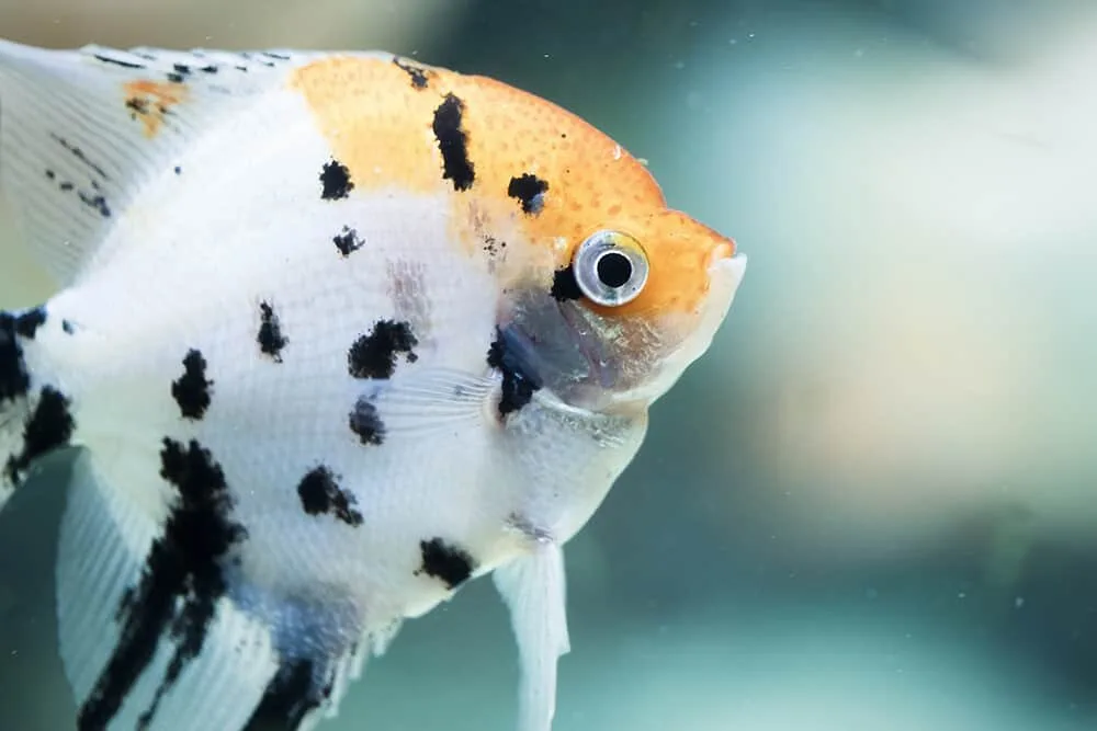You are currently viewing Interesting Facts I Bet You Never Knew About Freshwater Angelfish