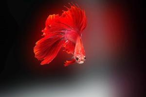 Read more about the article The Best Fish Food For Bettas