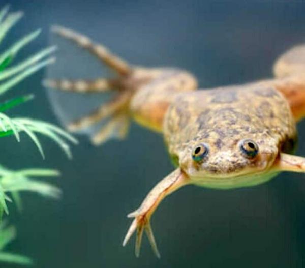 Facts About African Dwarf Frog Care Revealed | Fishio.net