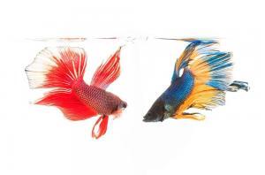 Read more about the article 11 Impressive Types of Betta Fish You Should Know About.