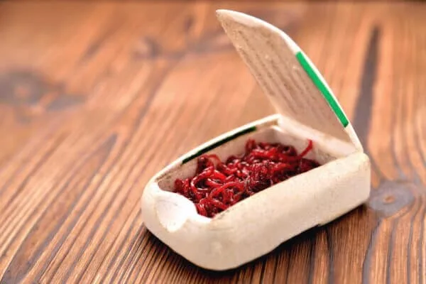 Read more about the article Bloodworms Is Crucial To Your Fish Tank. Learn Why!