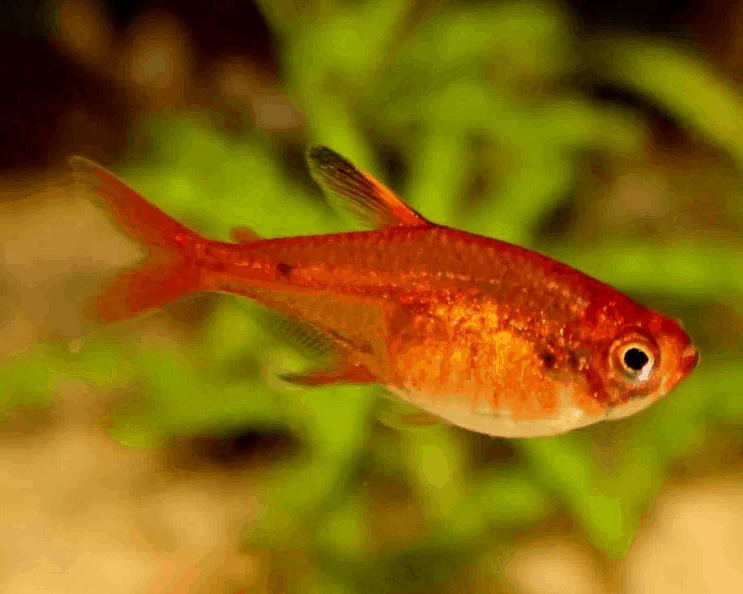 Ember Tetra Fish