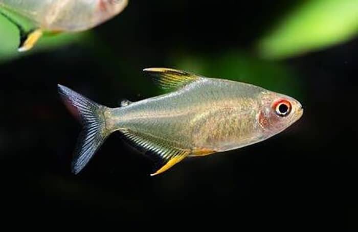 green tetra fish