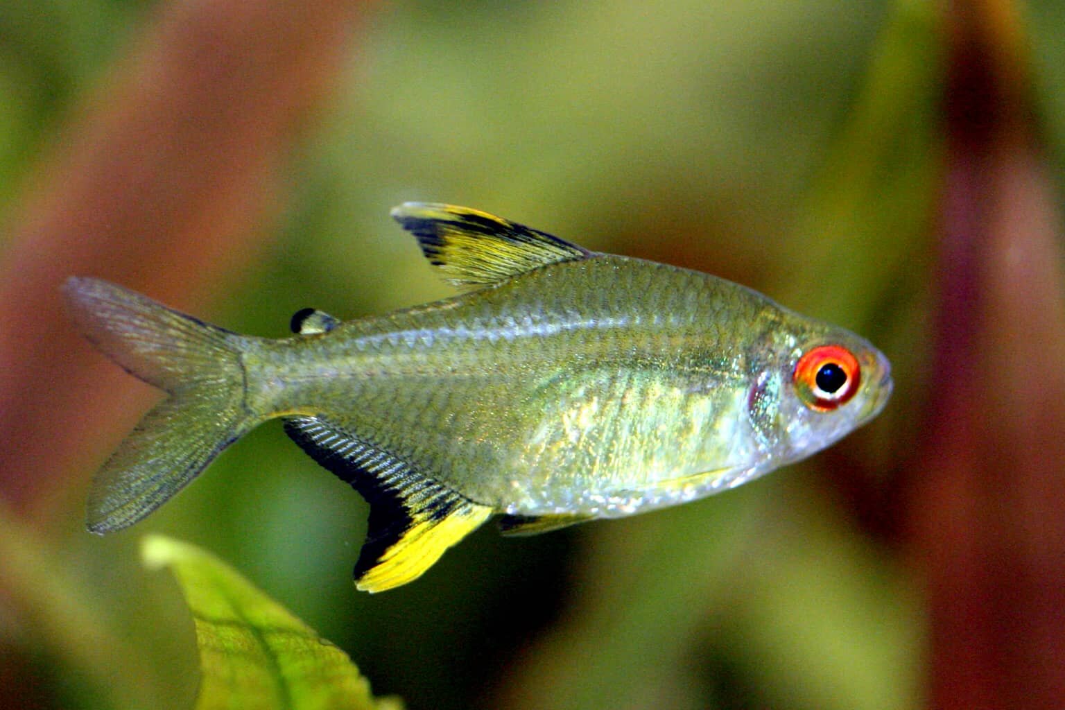 You are currently viewing Lemon Tetra Care Guide | Habitat, Feeding, Breeding …