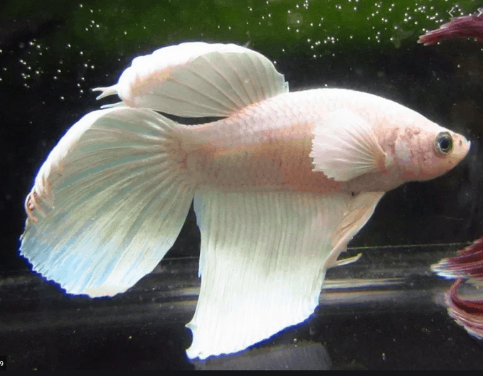 veiltail is one of many types of betta fish