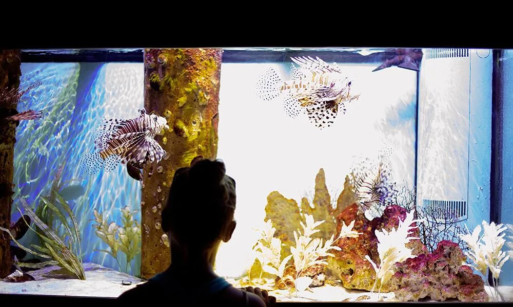 You are currently viewing 7 Most Widespread Mistakes Made by Freshwater Aquarium Keepers