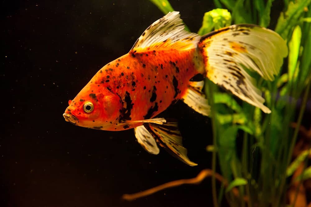 Ultimate Goldfish Care Guide | Habitat, Food And Tank Size