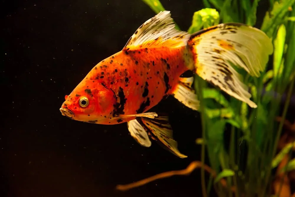 Ultimate Goldfish Care Guide | Habitat, Food And Tank Size