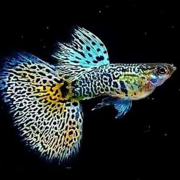 guppy fish