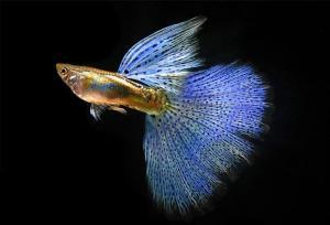 Read more about the article 5 Reasons Why Guppies Are The Flawless Fish Tank