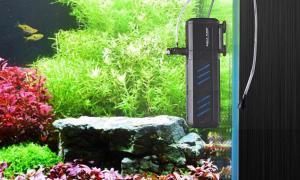 Read more about the article Setting Up A Fish Tank Filter | How To Install?