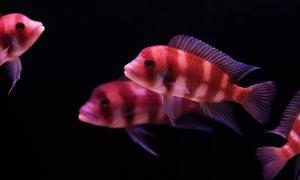 Read more about the article The Definitive Guide To AFRICAN CICHLID