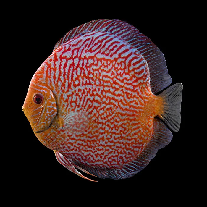 You are currently viewing The Definitive Guide To Discus Fish