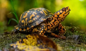 Read more about the article 10 Fascinating Facts Regarding Eastern Box Turtles
