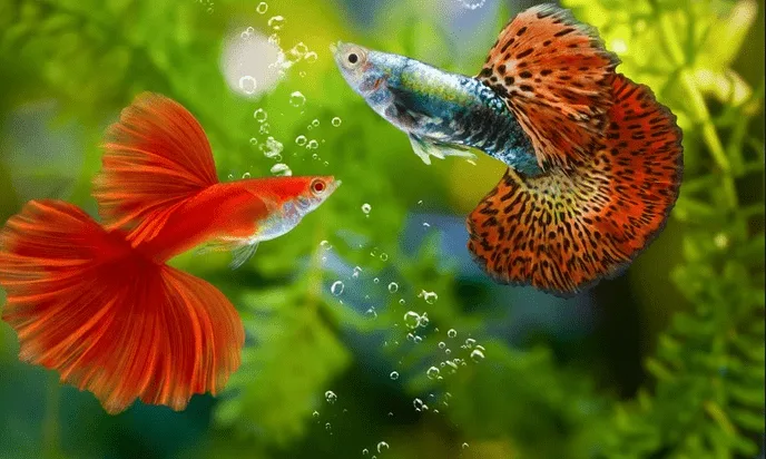 Read more about the article The Complete Guppy Care Guide: Breeding, Tank Requirements, Vegetation…