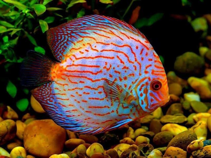 Discus Fish Definitive Care Guide