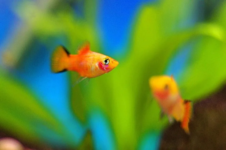 Read more about the article Complete Guide for Platy Fry Care