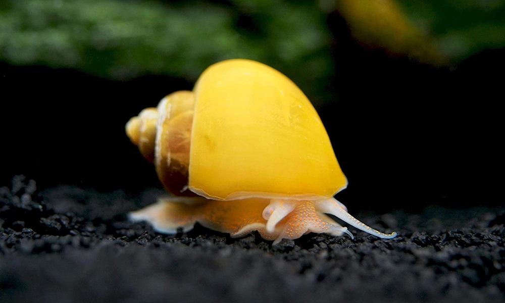 yellow mystery snail