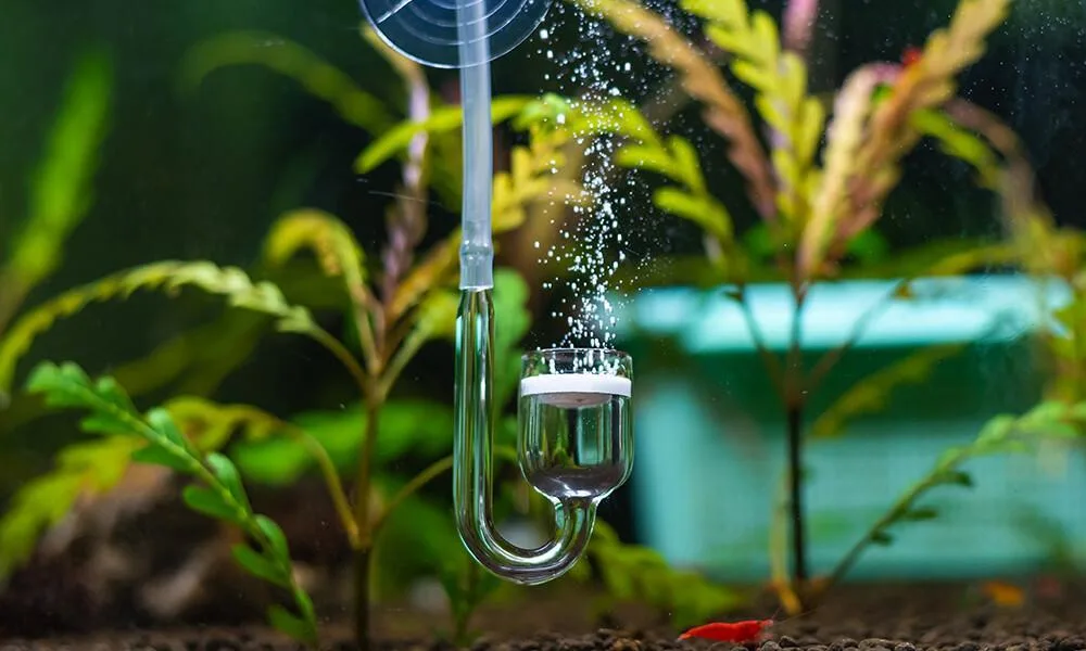 You are currently viewing How to create an effective CO2 in aquarium injection system