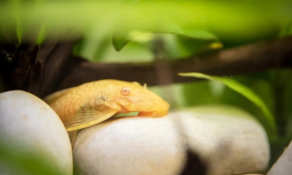 You are currently viewing The Ultimate Golden Algae Eater Care Guide