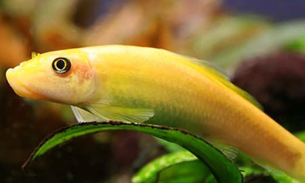 Golden algae eater