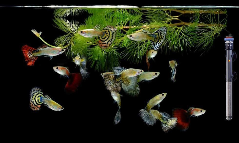 Read more about the article Do Guppies Need A Heater To Survive? (Temperature Guide & More)