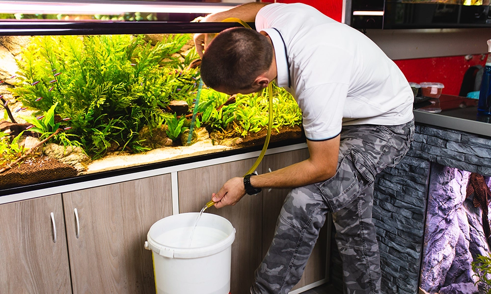 Read more about the article 5 Steps To Siphon Aquarium and Clean Water Properly