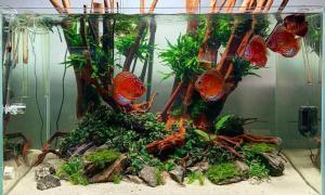 Read more about the article Sand in Fish Tank |The advantages of using sand are explained.
