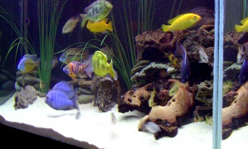 Sand in Fish Tank |The advantages of using sand | Fishio.net