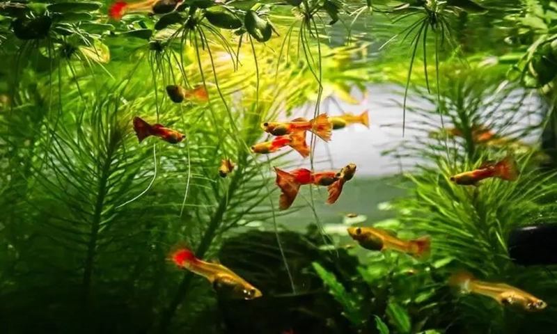 You are currently viewing 10 Awesome Tank Mates With Guppies You Didn’t Know