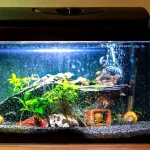 The Best Ten Gallon Fish Tank for Your Home And Why To Consider Buying One