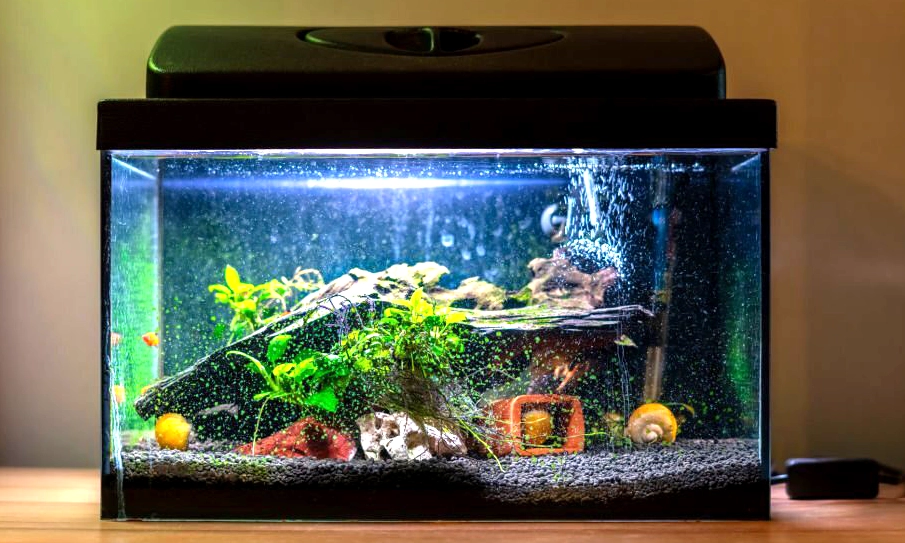 Read more about the article The Best Ten Gallon Fish Tank for Your Home And Why To Consider Buying One