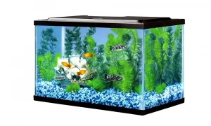 Read more about the article A Complete Guide to 5 Gallon Fish Tanks and What You Should Know Before Buying One