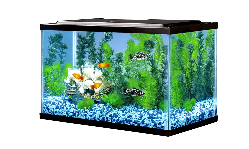 A Complete Guide to 5 Gallon Fish Tanks and What You Should Know Before Buying One