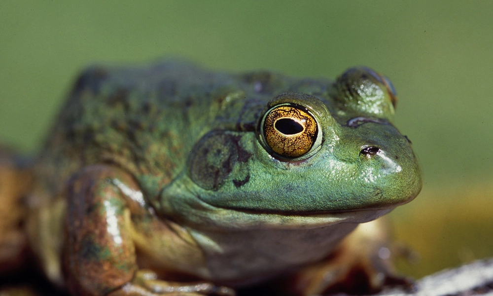 freshwater frogs - bullfrogs